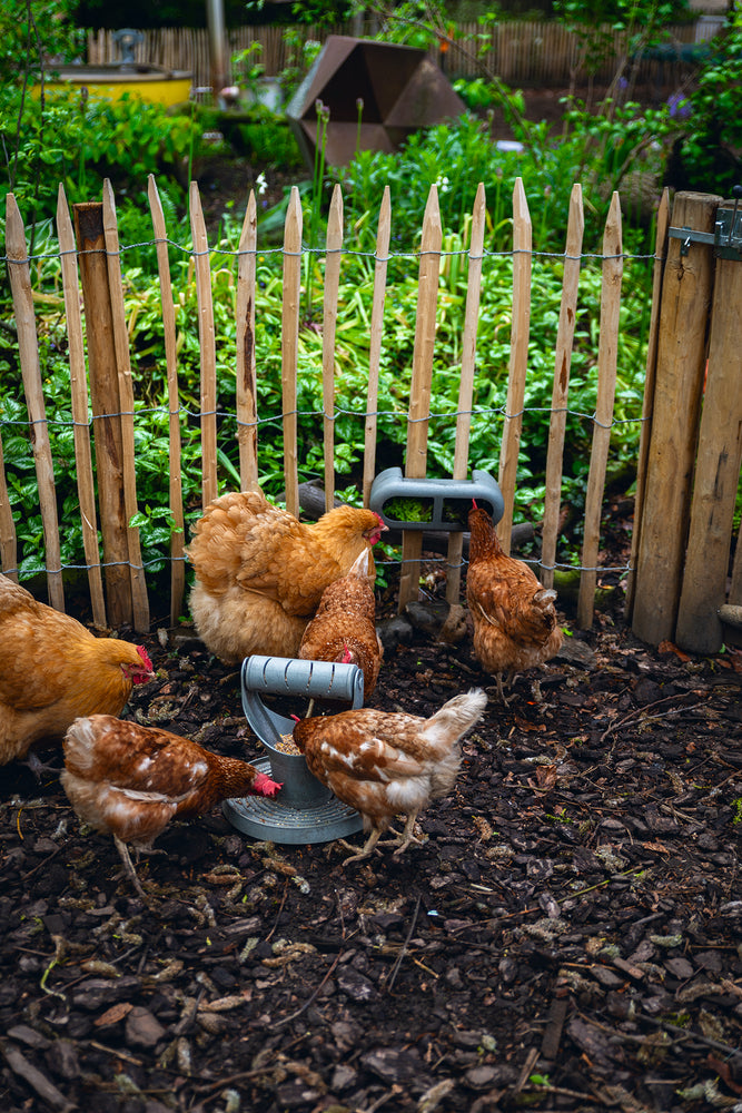 Mangiatoia per Galline con Velcro 100% Riciclato – Compatta e Resistente