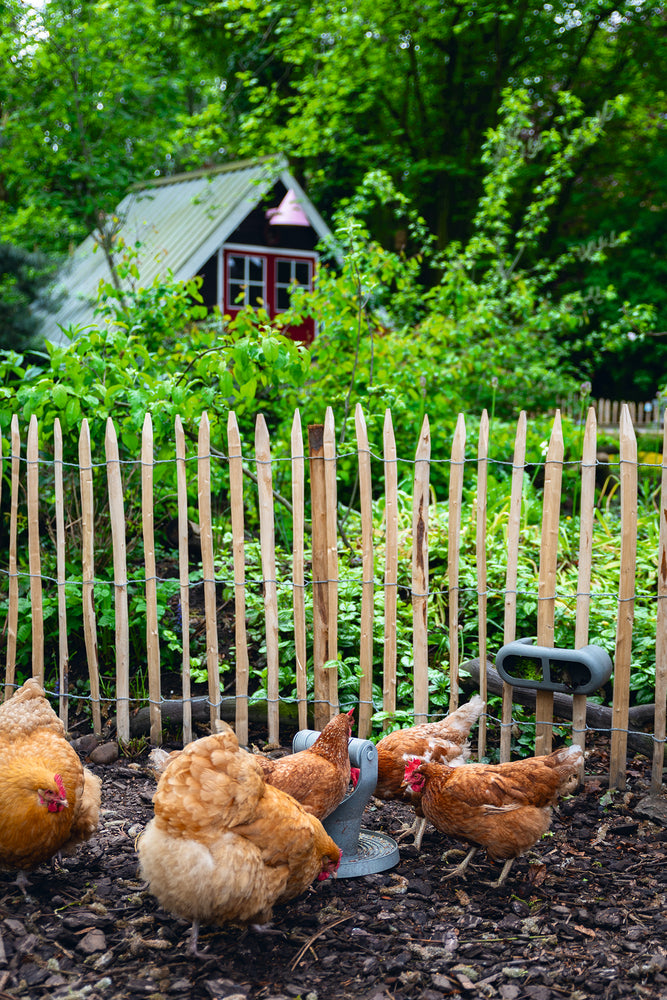 Mangiatoia per Galline con Velcro 100% Riciclato – Compatta e Resistente