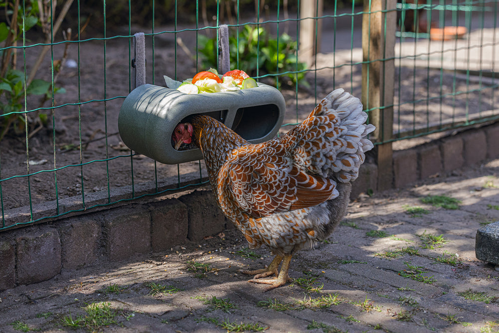 Mangiatoia per Galline con Velcro 100% Riciclato – Compatta e Resistente