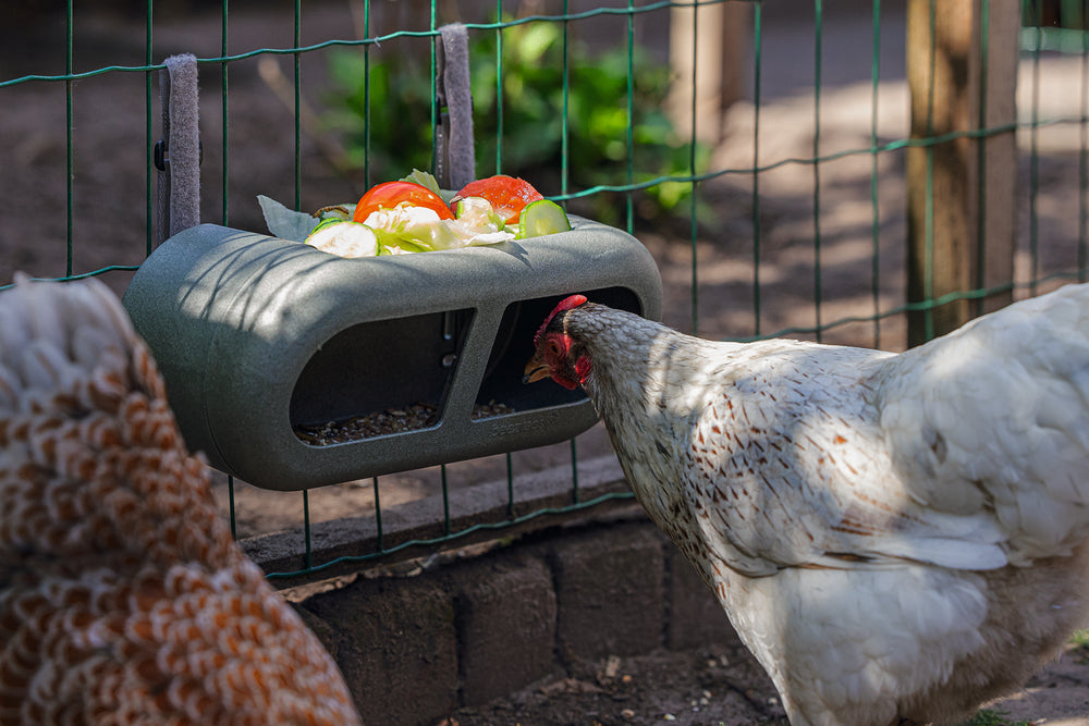 Mangiatoia per Galline con Velcro 100% Riciclato – Compatta e Resistente