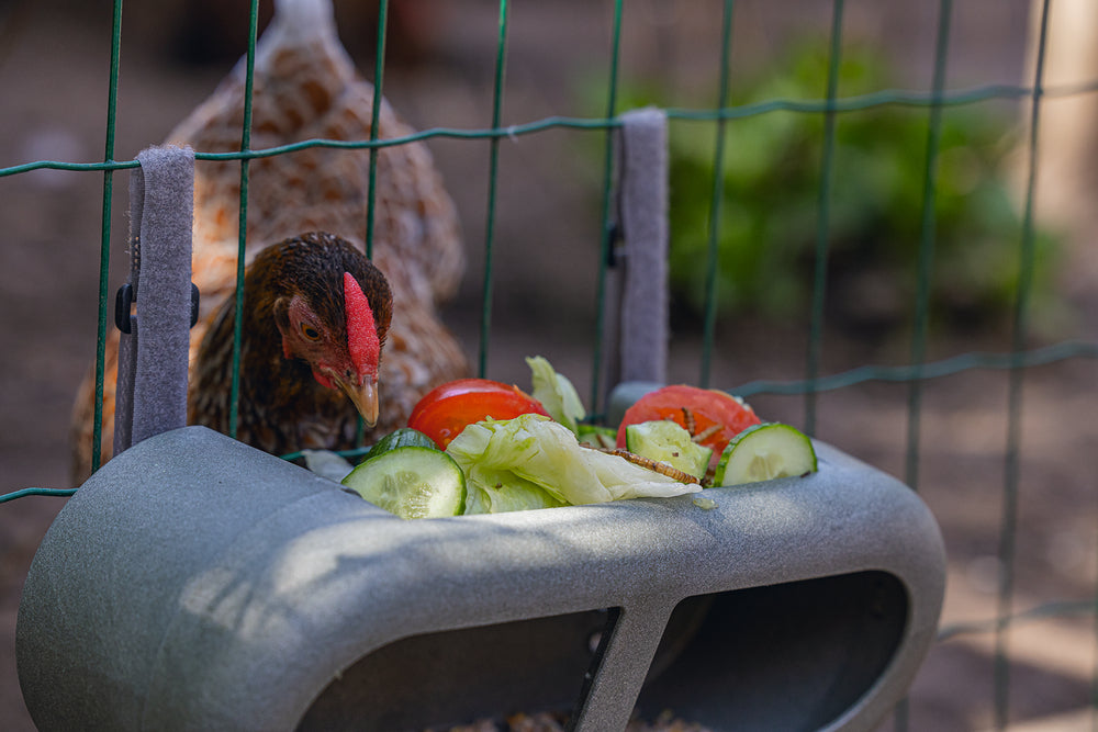 Mangiatoia per Galline con Velcro 100% Riciclato – Compatta e Resistente