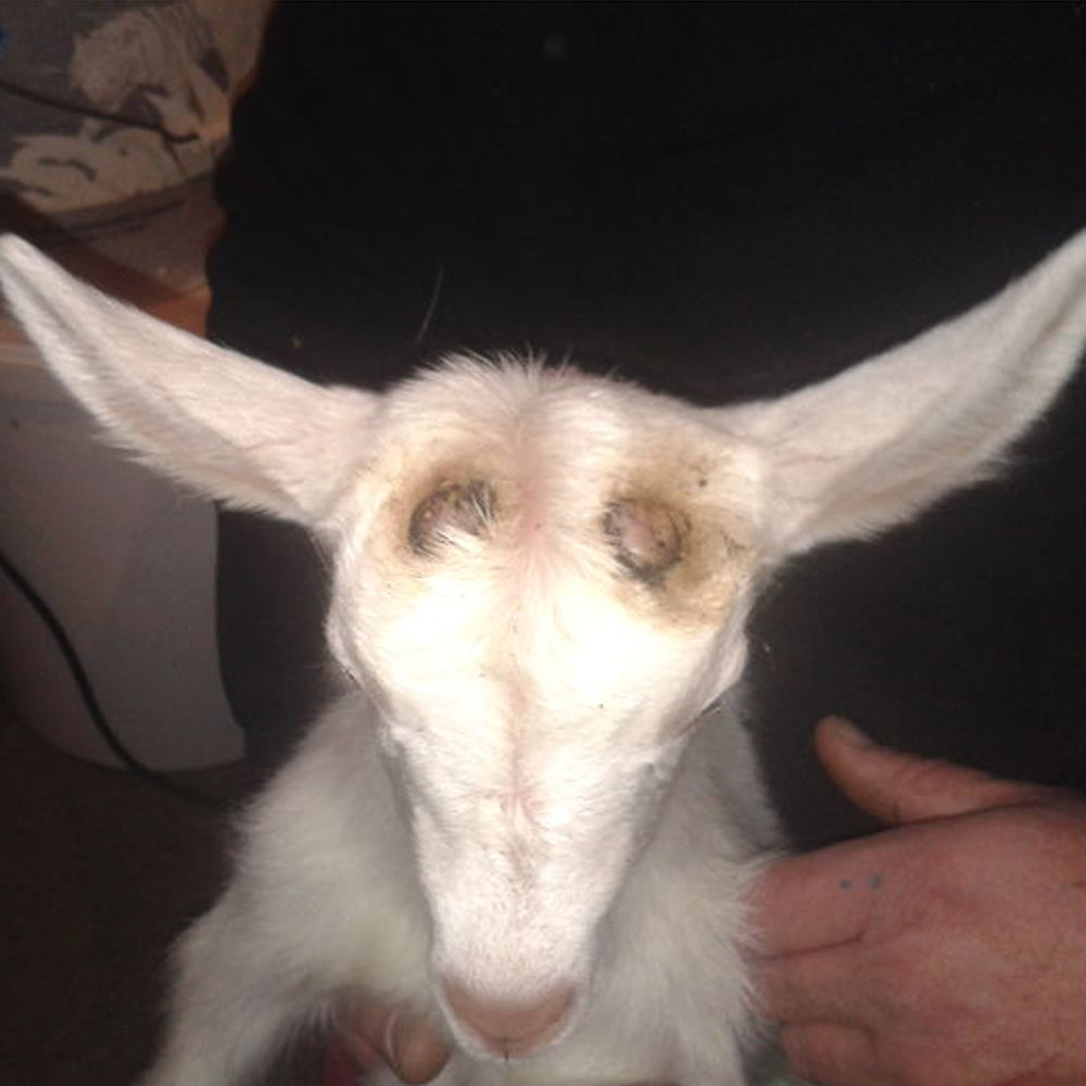 punta cannello per allevatori