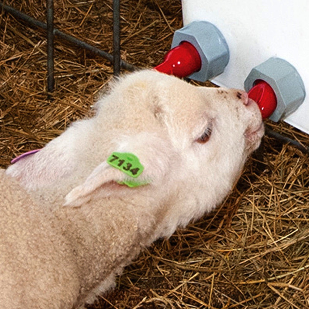 Tettarelle di ricambio rossa per secchio allattamento agnelli