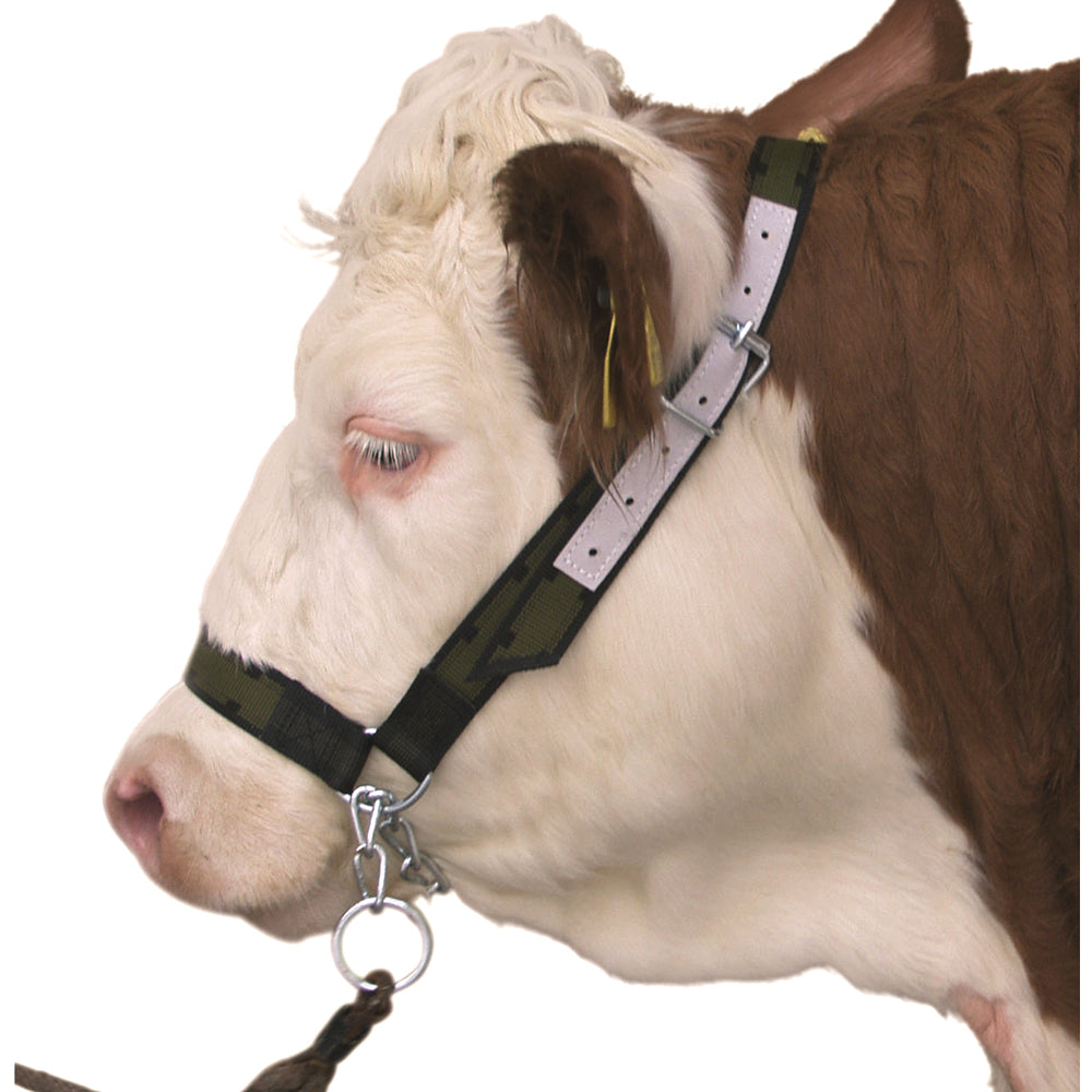 Cavezza per Bovini con Catena al Mentone con pelle