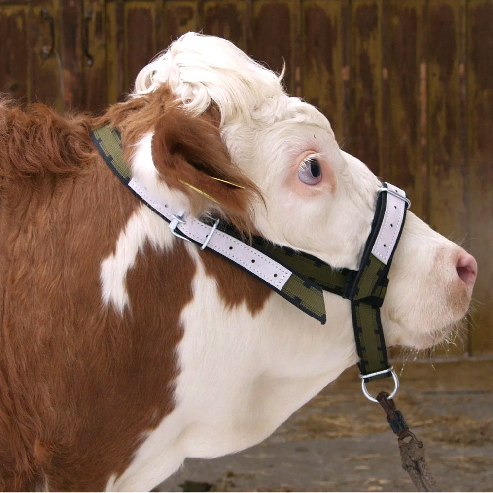 Cavezza per Bovini con Catena al Mentone con pelle