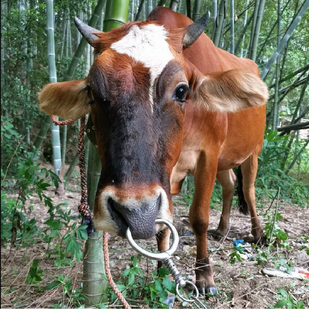 Mordecchia Anello Naso per Toro