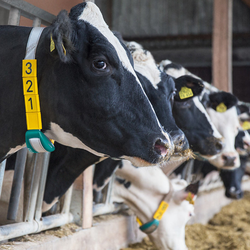 Marche standard gialle