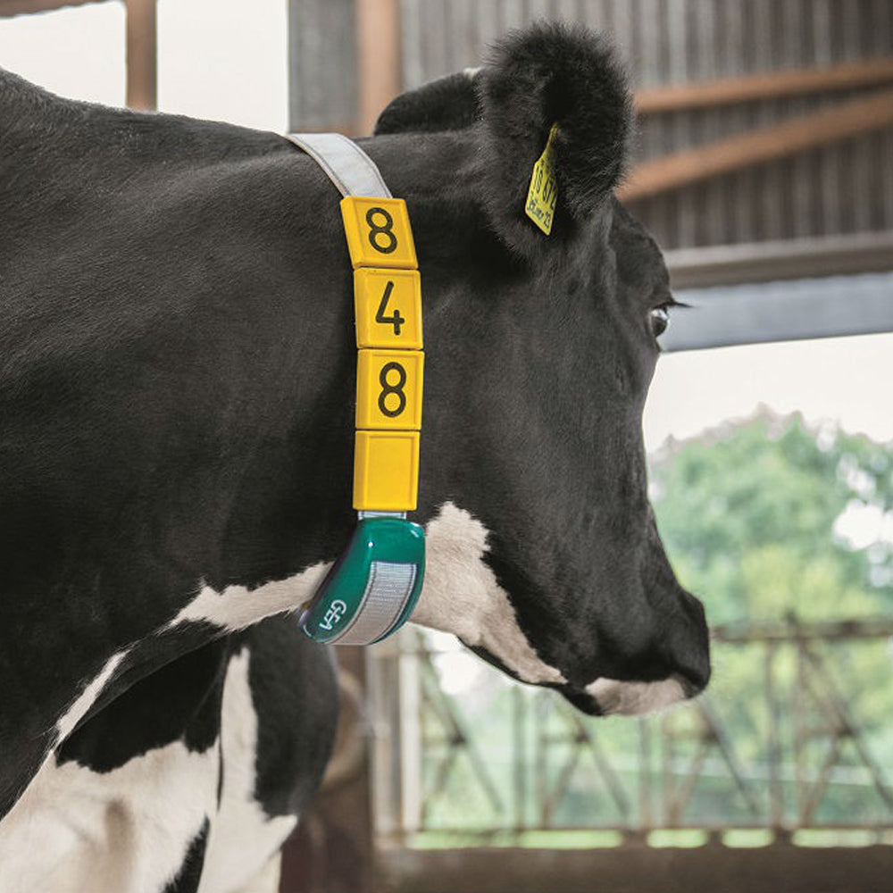 Marche standard gialle