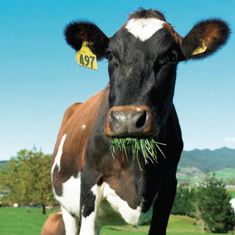 Marca auricolare Prima Flex