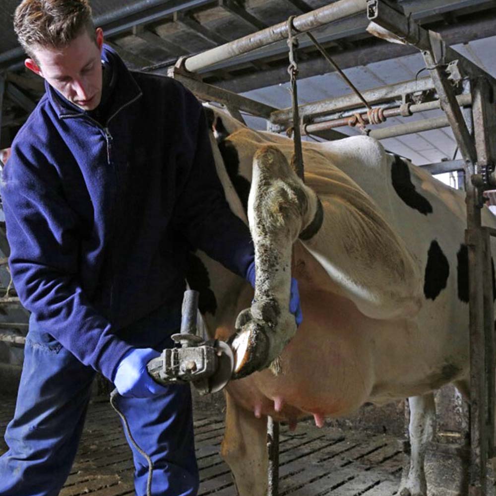 disco abrasivo per zoccoli