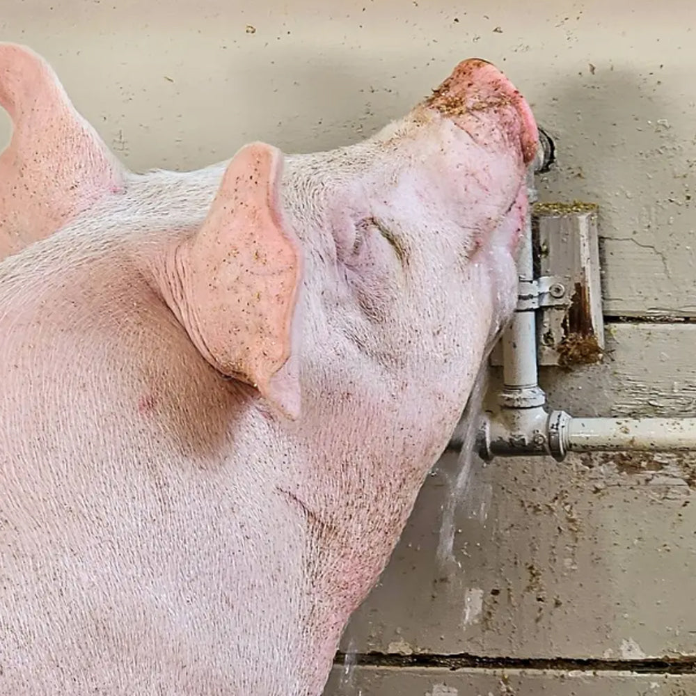 Attrezzo per cattura e blocco dei suini 60 cm