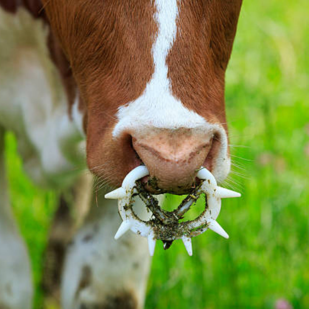 Antisucchio regolabileMüller grande beige