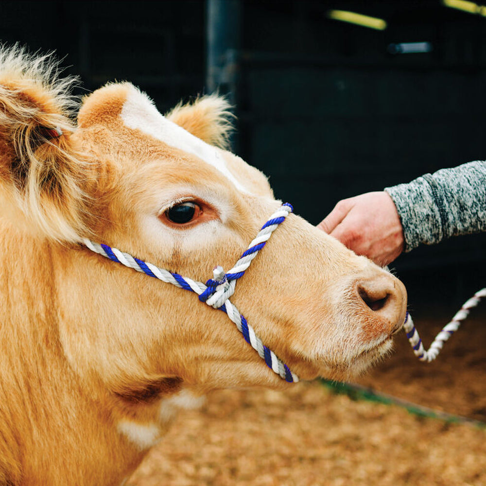 Corda Per Trasporto Bestiame