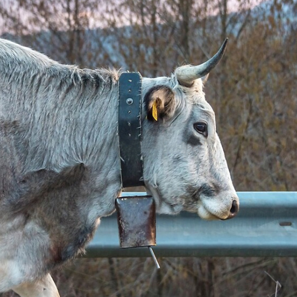 Campane del Gottardo Comfort e Sicurezza per i Bovini