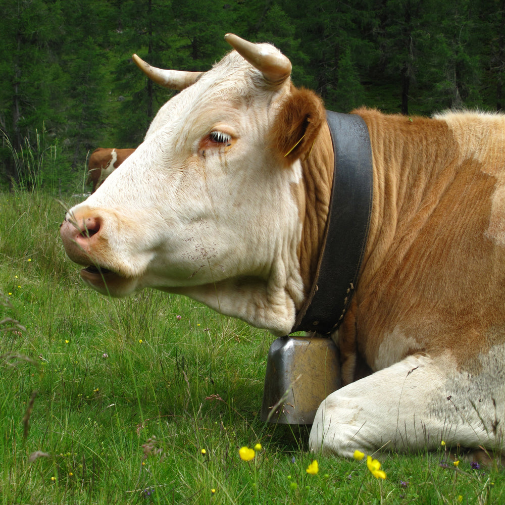 Campane del Gottardo Comfort e Sicurezza per i Bovini