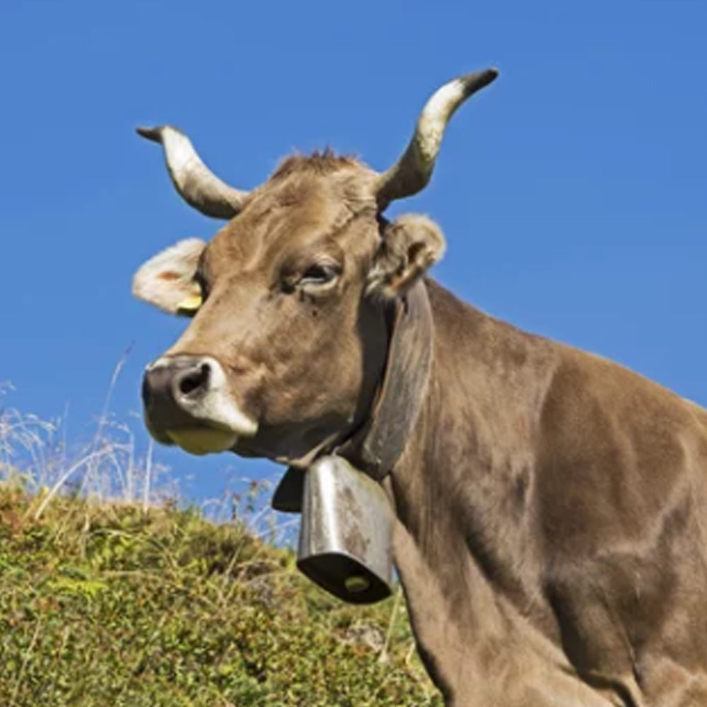 Campane del Gottardo Comfort e Sicurezza per i Bovini