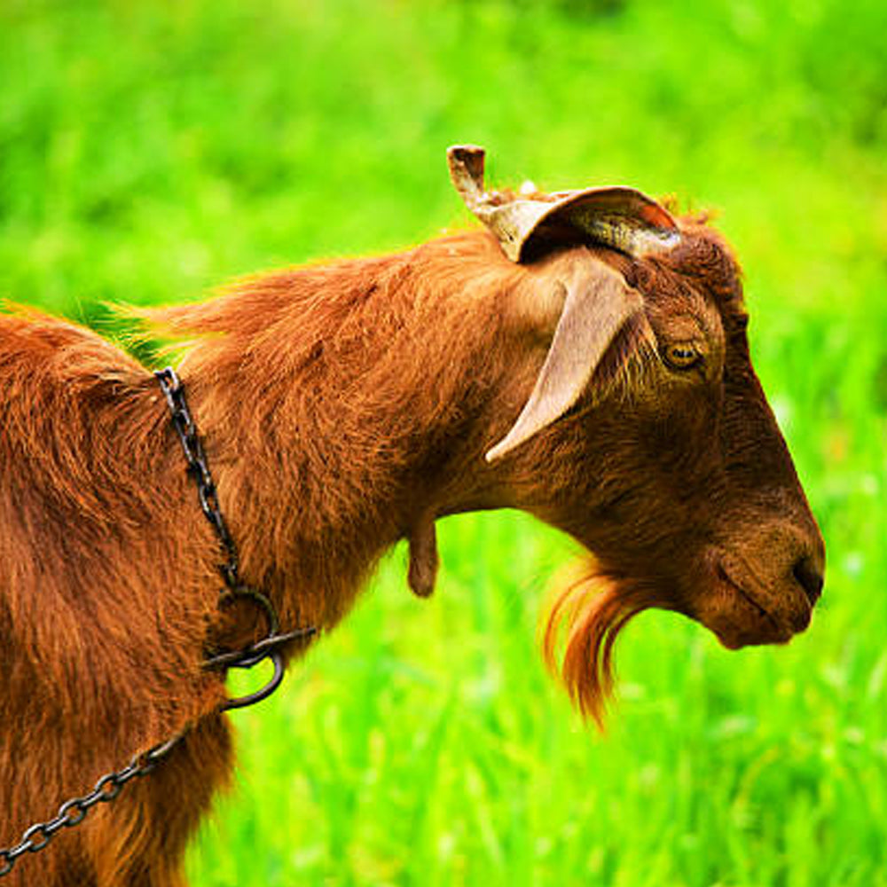 Catena tripla per capre e pecore N17 resistente