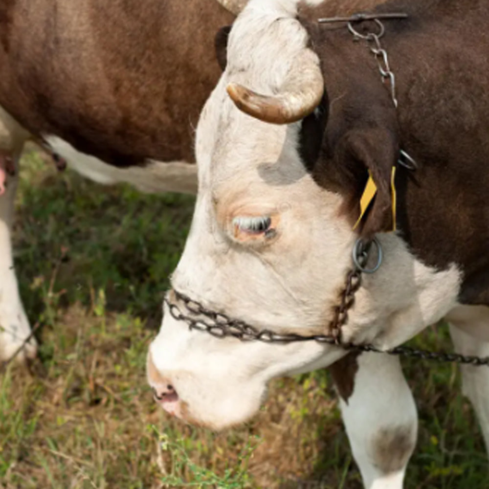 Catena Per Bovini Con Attacco Doppio