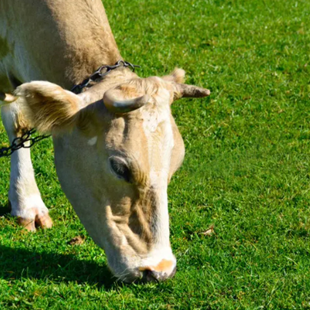 Catena Per Bovini Con Attacco Doppio