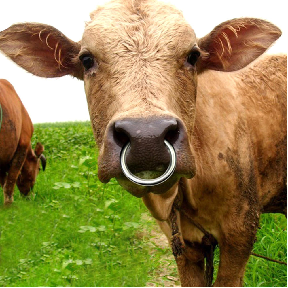 anelli per tori alta qualità