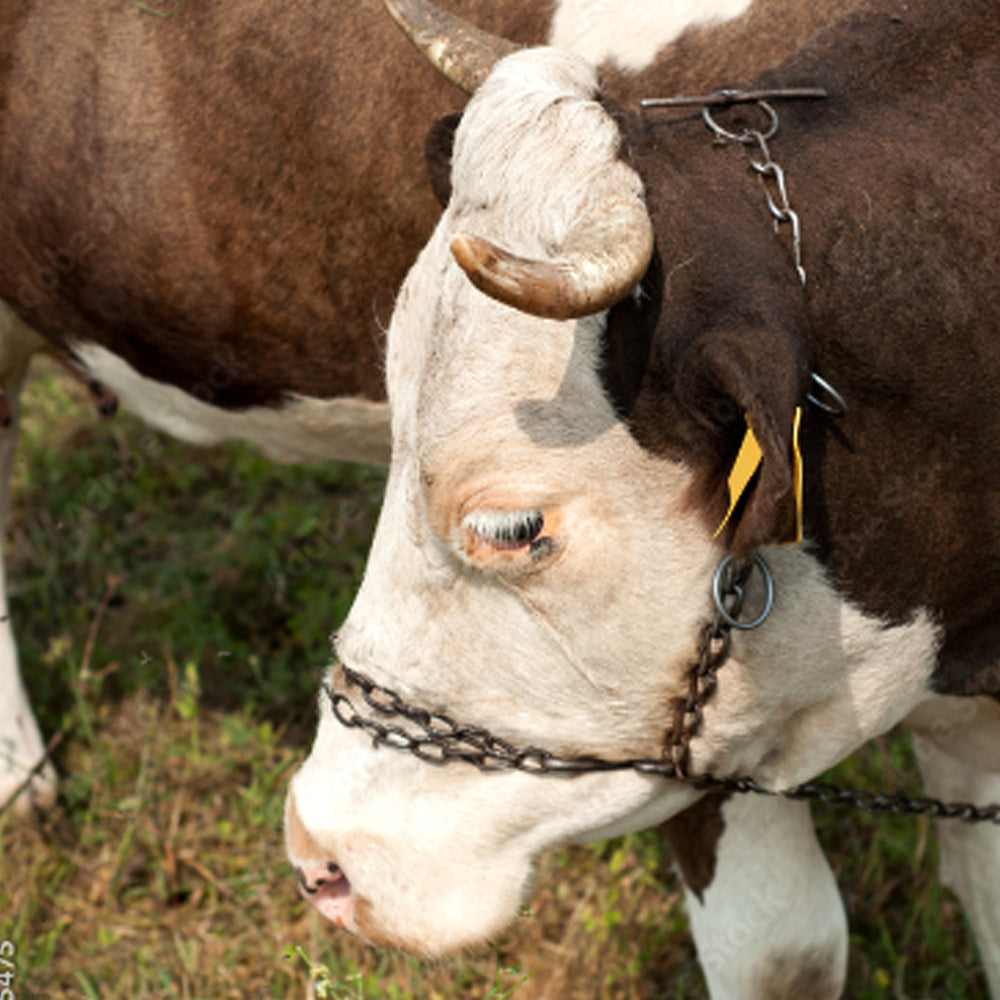 Catena Per Buoi