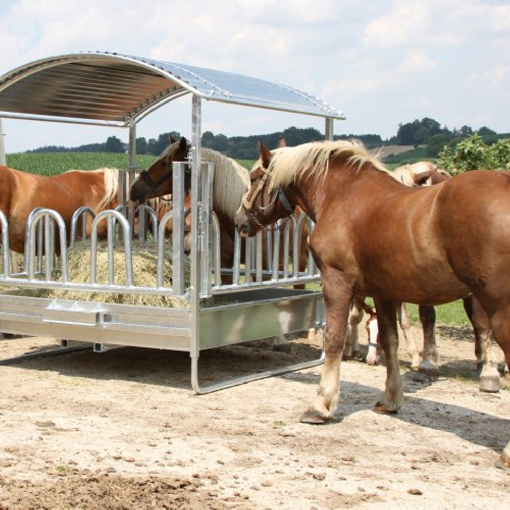 Mangatoia quadrata tipo Palisade