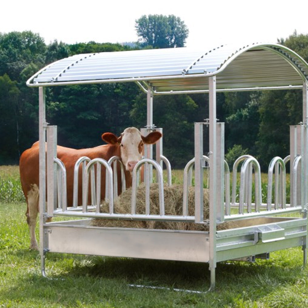 Mangatoia quadrata tipo Palisade