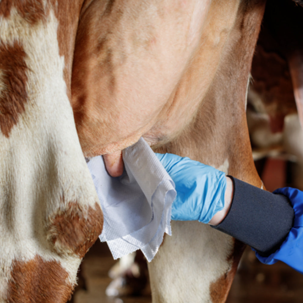 carta assorbente per animali