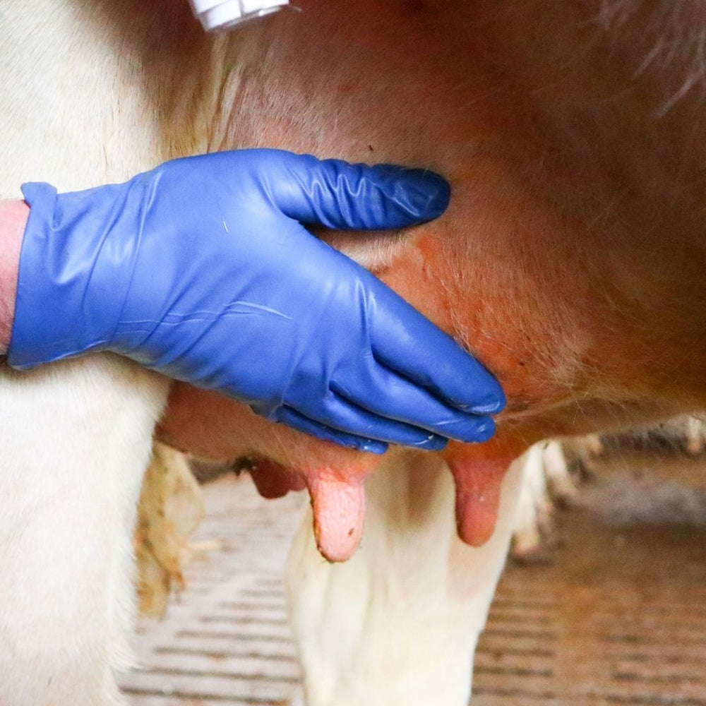 Carta assorbente per mammelle