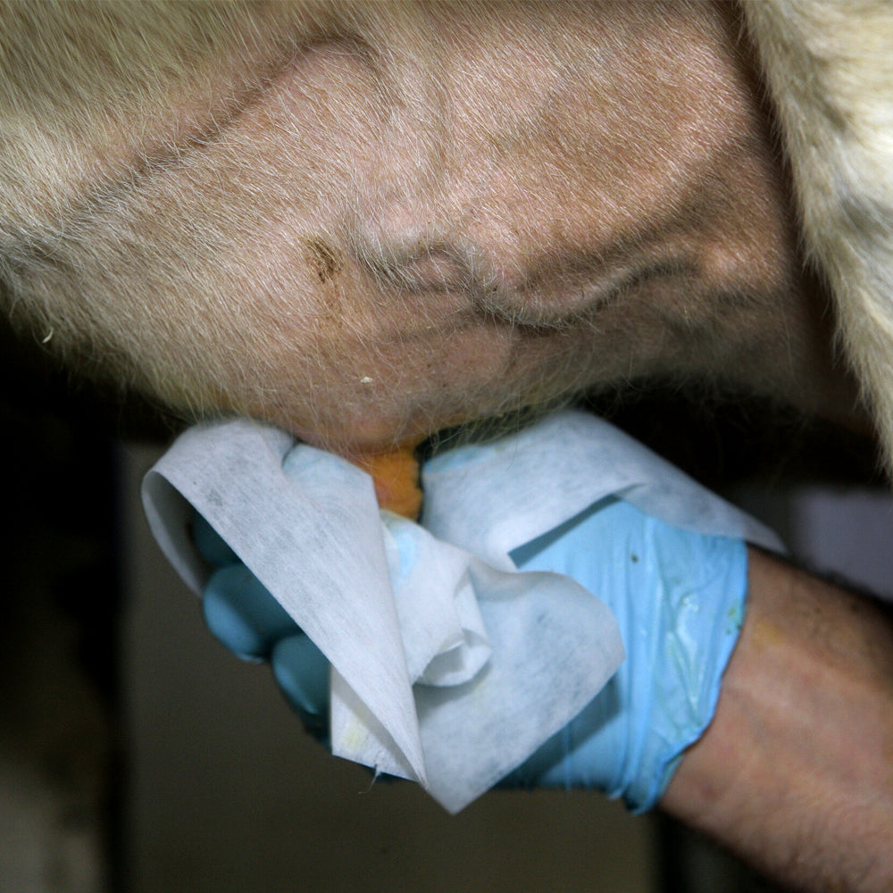 Carta assorbente per mammelle