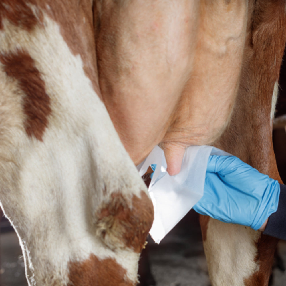 Carta assorbente per mammelle