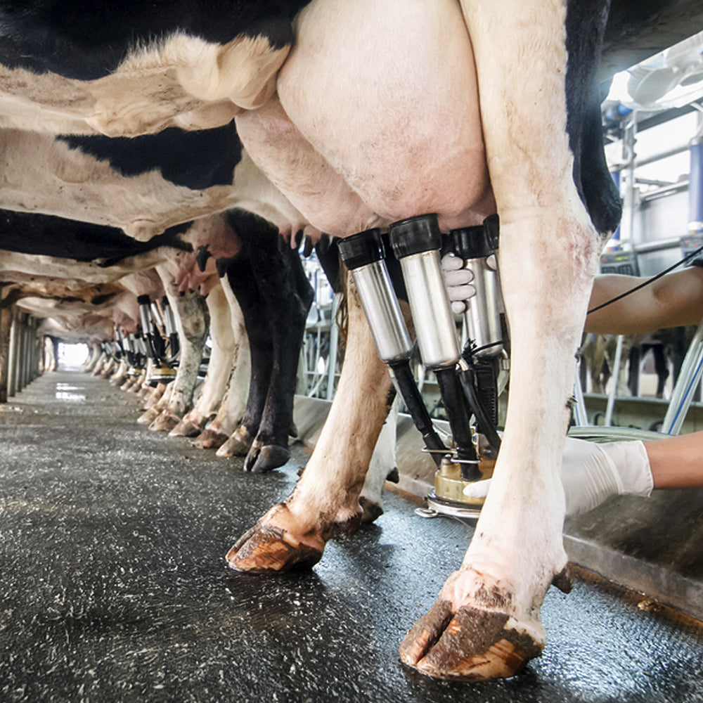 Collettore per Gruppo di Mungitura in Acciaio Inox con Coperchio in Plastica