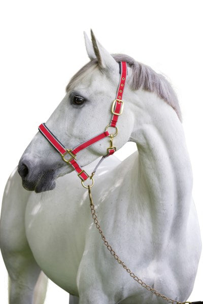 Equipaggiamento cavallo nylon