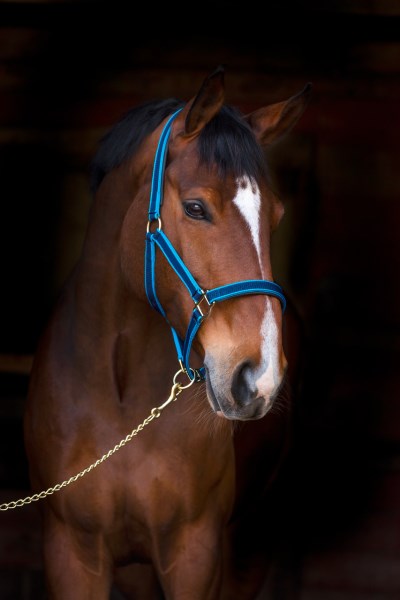 Cavezza per addestramento cavallo