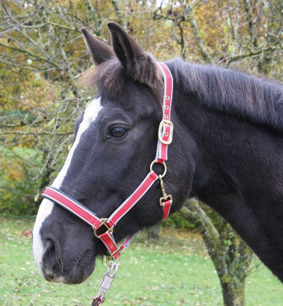 Cavezza nylon duratura