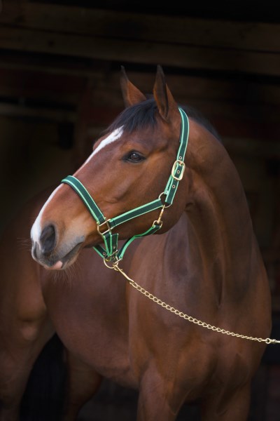 Cavezza con moschettone sicuro