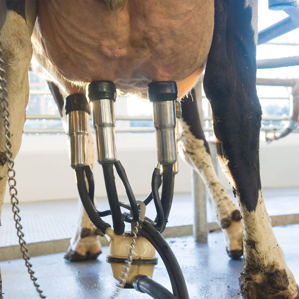 Tubo del latte breve e medio