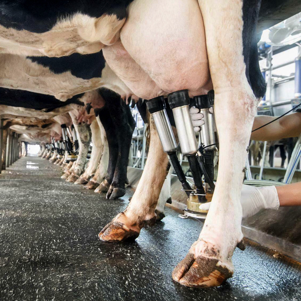 Coperchio del collettore del latte del PC della copertura dell'artiglio di mungitura