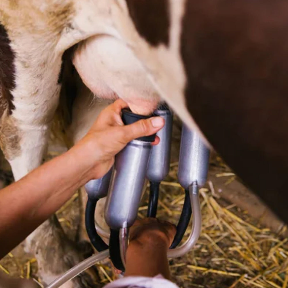 Tettarella Guaina In Gomma Bovini Adattabile Westfalia (17,7 cm)