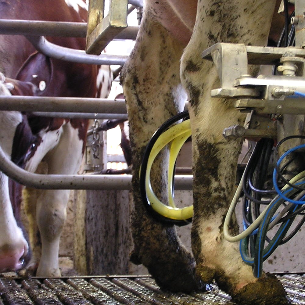 Quattro Tubi di Gomma da 20,5 cm per Mungitrice