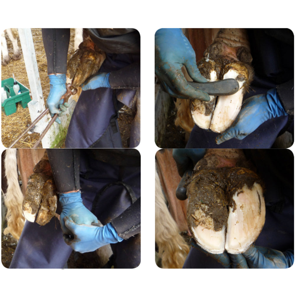 Demotec Easy Bloc - kit per la cura degli zoccoli