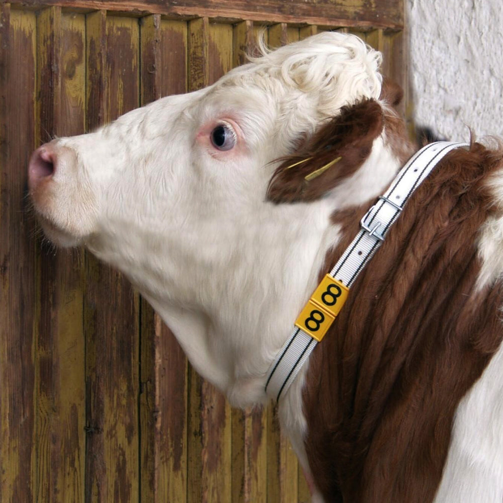 Collare Distintivo per Bovini