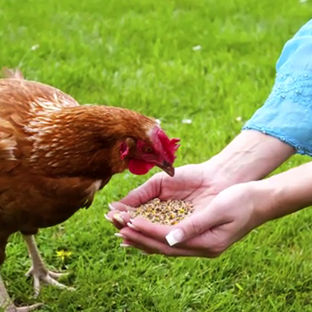 Deuka All-Mash R Farina 25 Kg