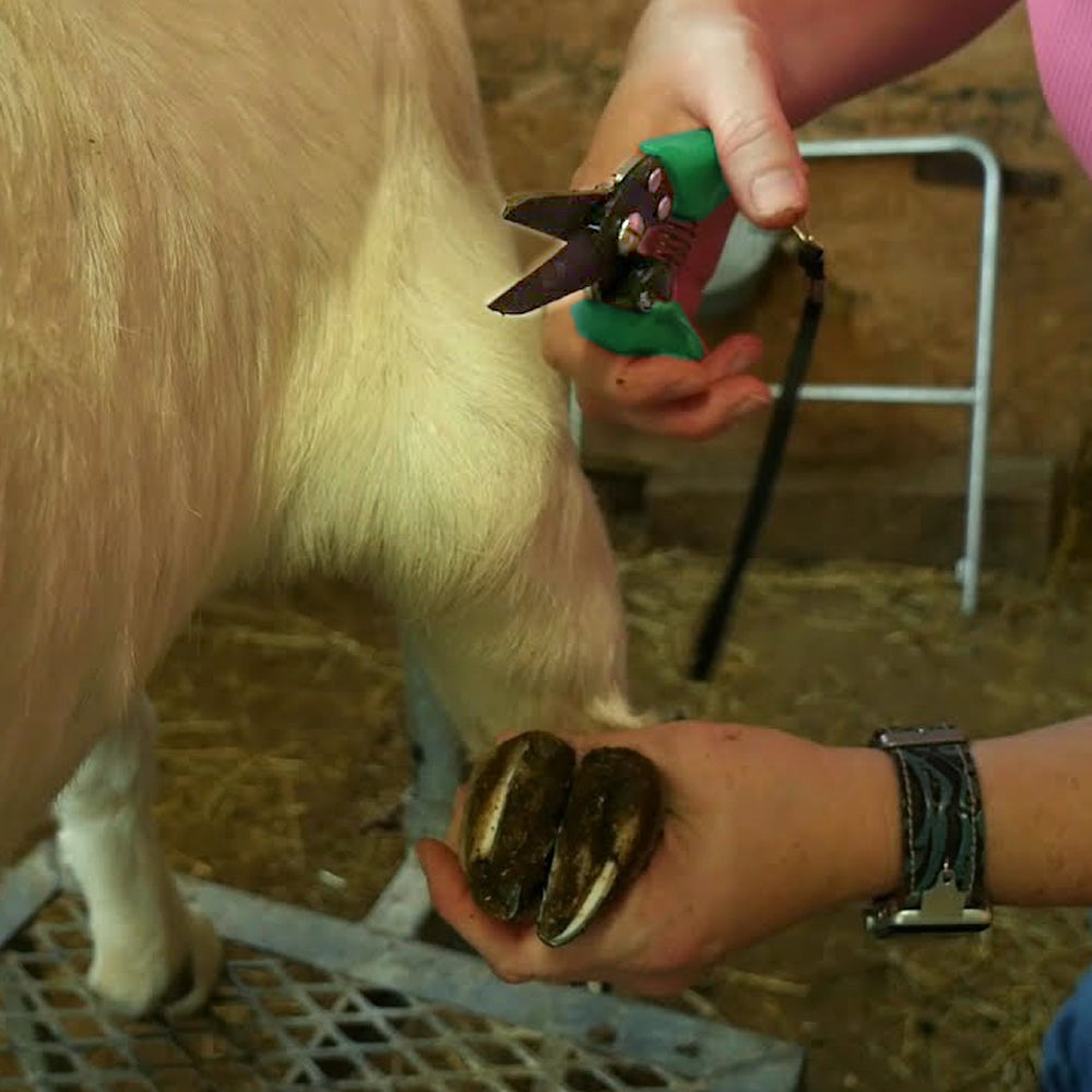 Cesoia per zoccoli per pecore lame di alta qualità