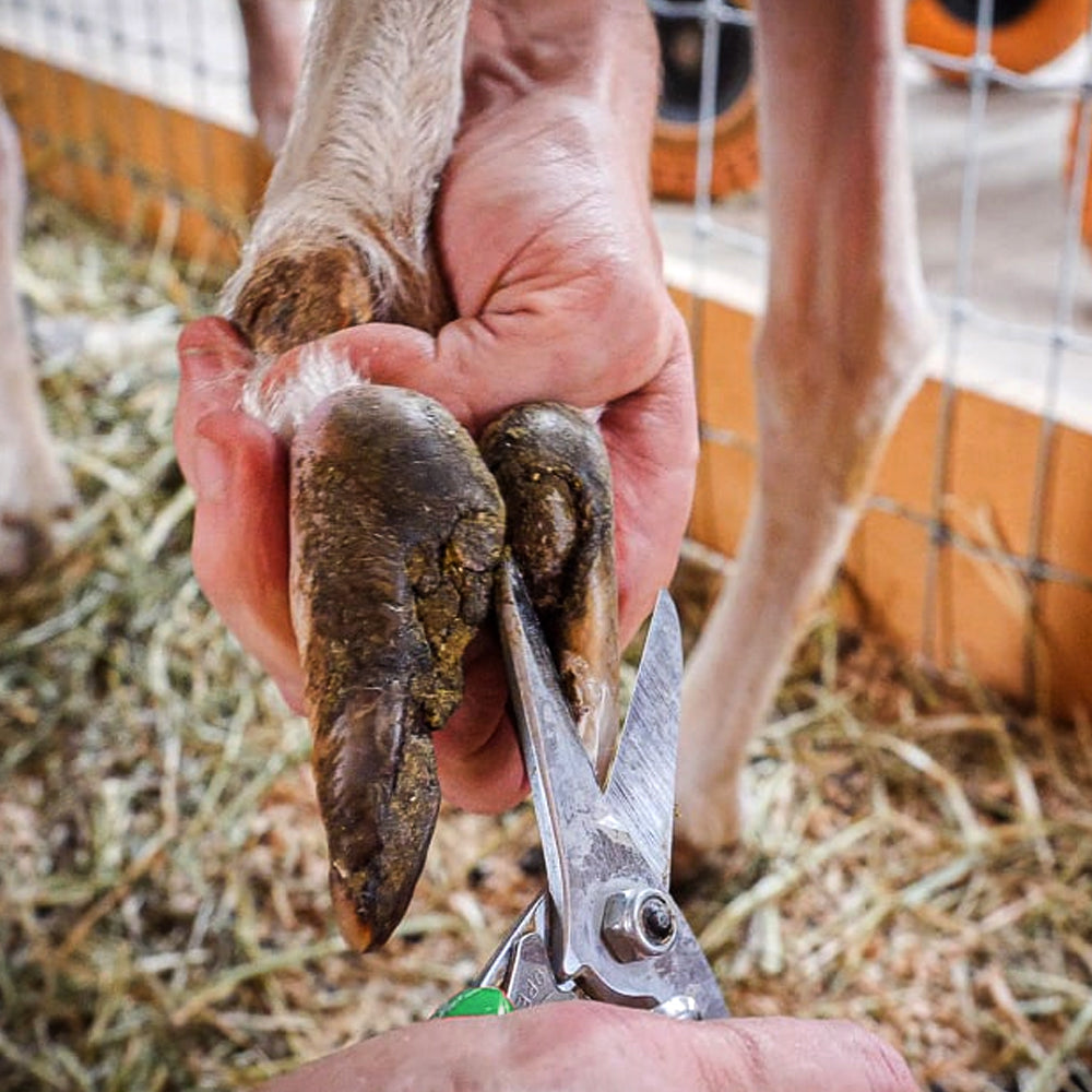 Cesoia per zoccoli per pecore lame di alta qualità