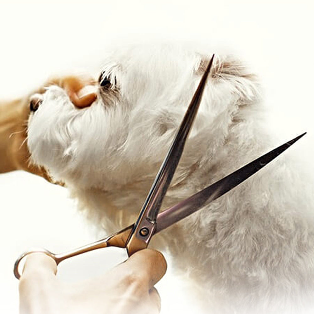 Forbici con punta ricurva