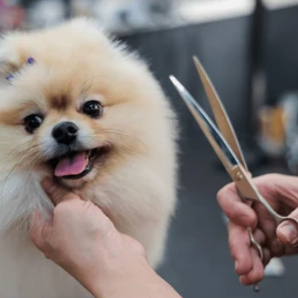 Forbici con punta ricurva