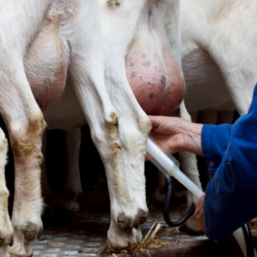Secchio di Mungitura in Acciaio Inox da 25L per Pecore e Capre