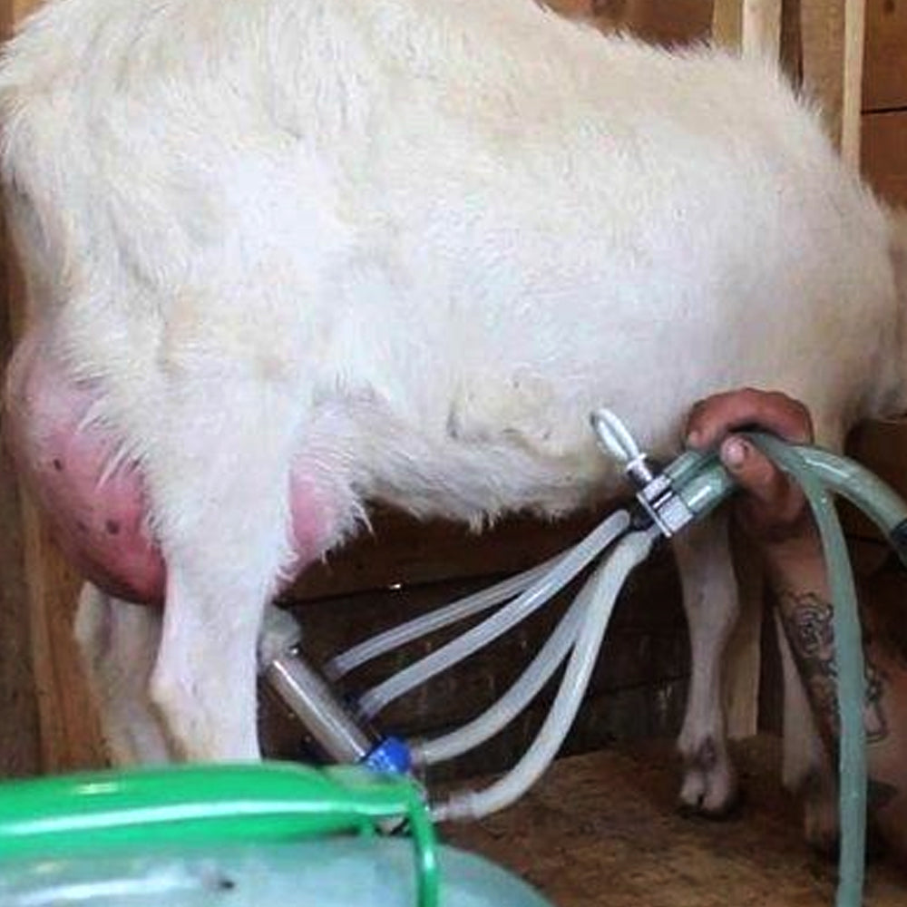 Secchio di Mungitura in Acciaio Inox da 25L per Pecore e Capre