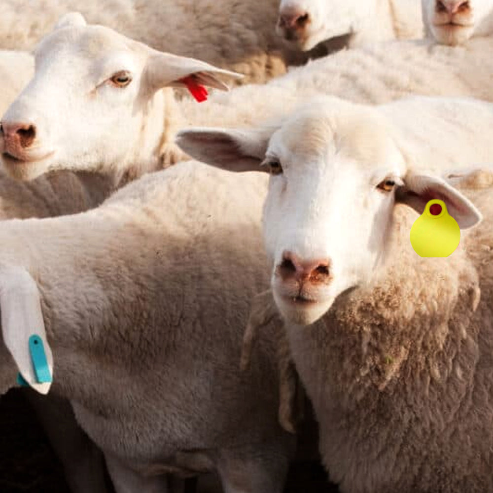 Smallplus 25 medagliette identificative per pecore e capre